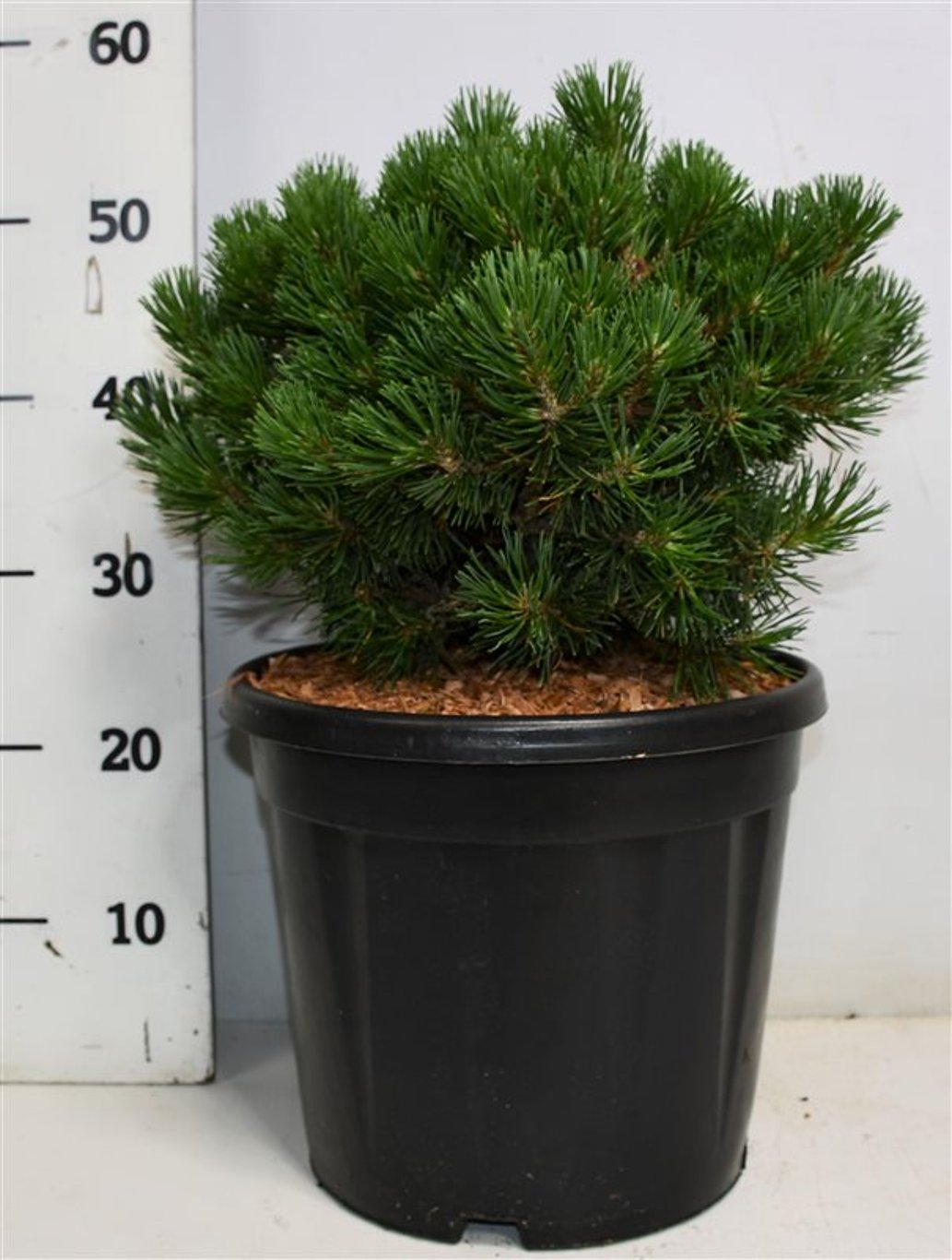 Bergtall – Pinus mugo &