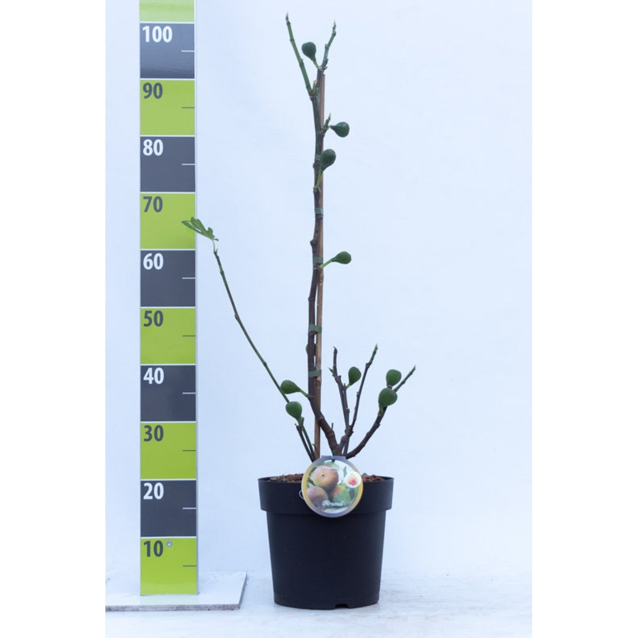 Fikon – Ficus carica Firoma - C7