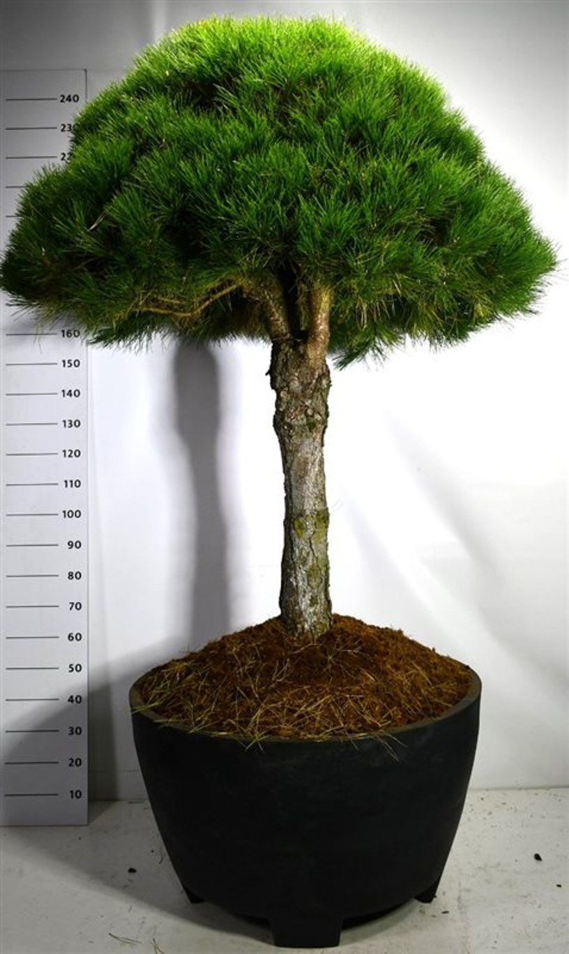 Svarttall – Pinus nigra &