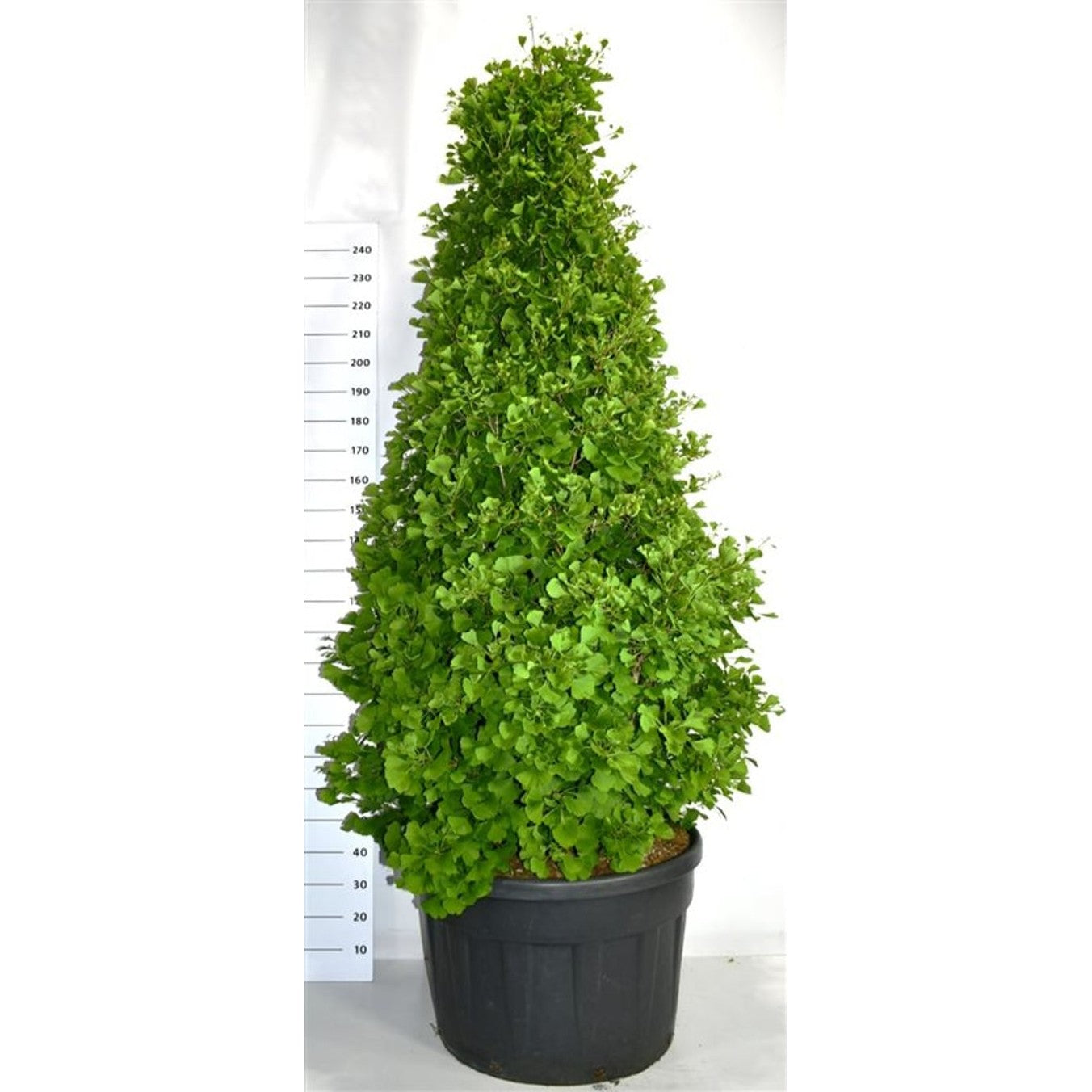 Tempelträd – Ginkgo biloba 'Fastigiata Blagon' - C230 200-225 cm. Sol