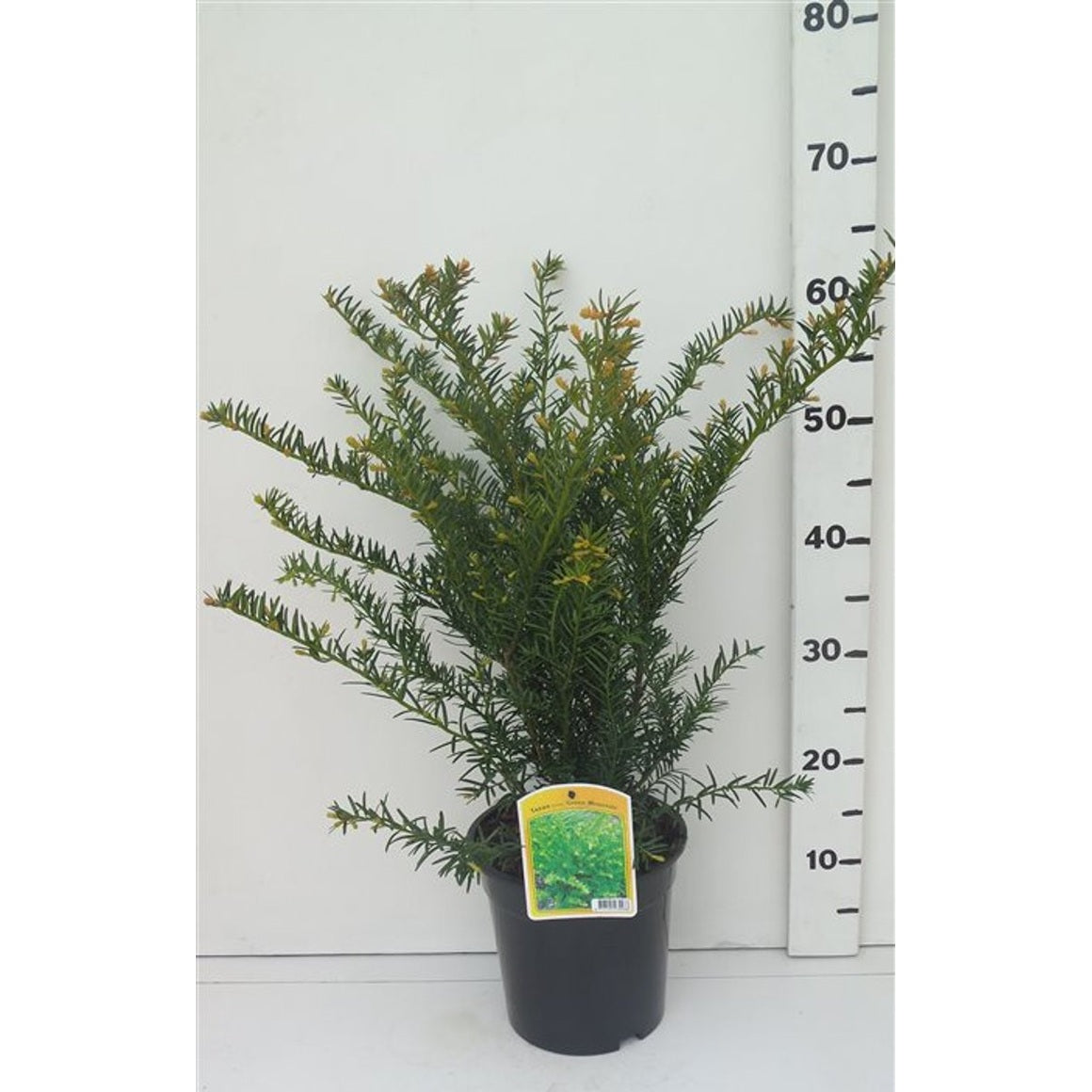 Hybrididegran – Taxus media 'Green Mountain' - C3 40-50 CM