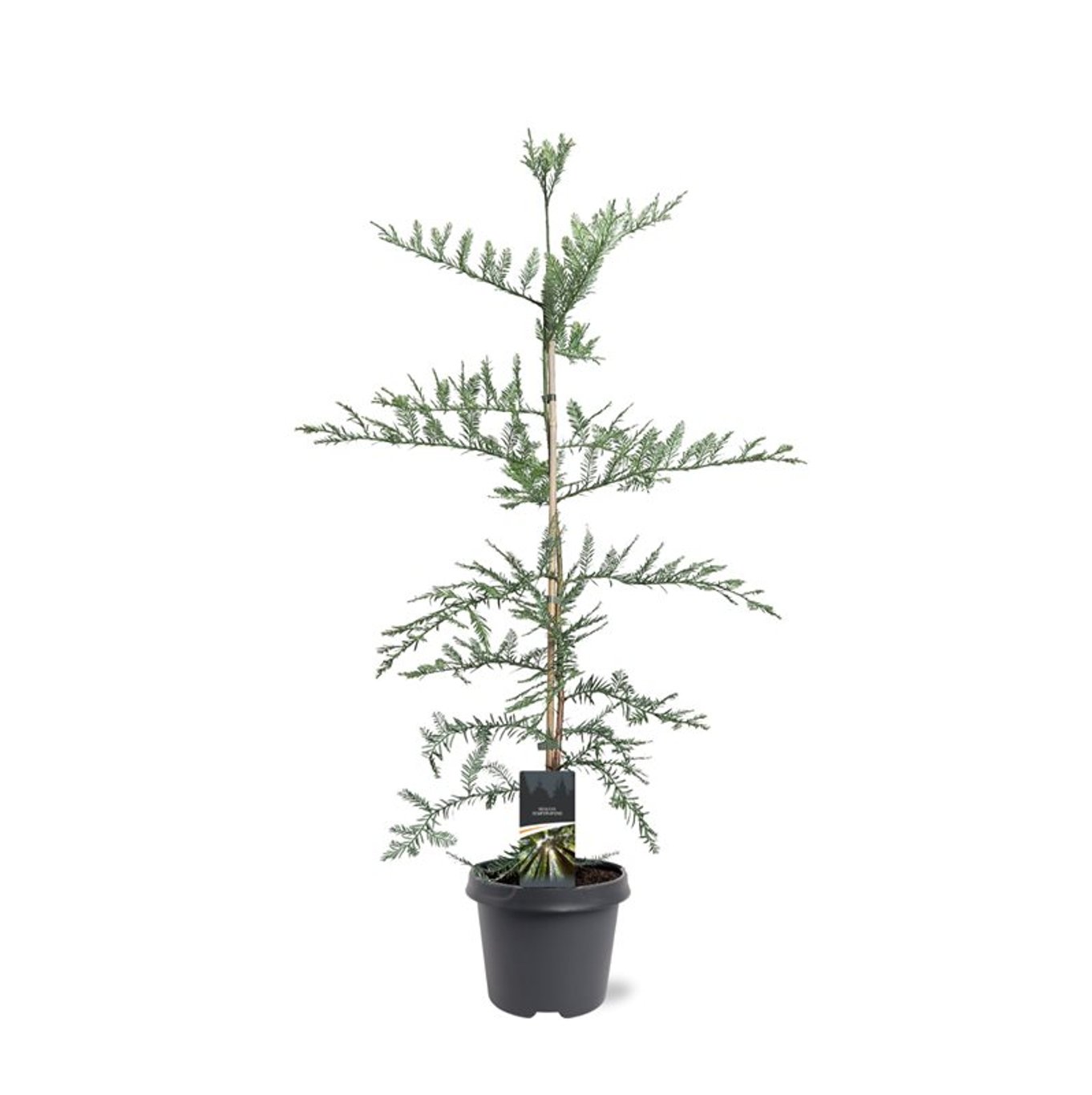 Mammutträd – Sequoiadendron giganteum 'H. Mammoth One' - C5 100-125 CM