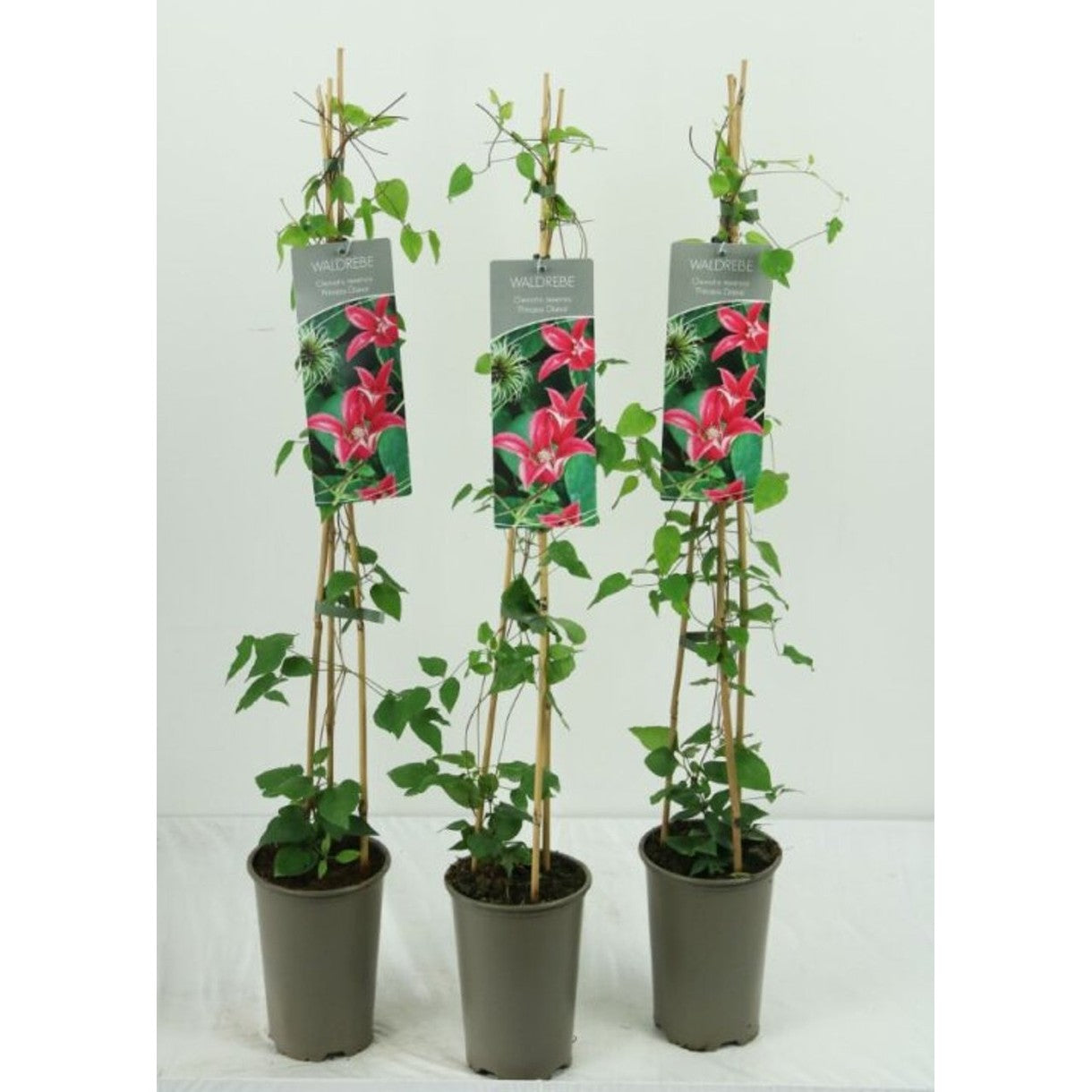 Klematis – Clematis 'Princess Diana' - C2 60-80 CM Stick