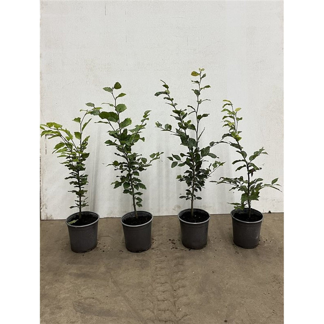 Blodbok – Fagus sylvatica - C2.5 60-80 CM