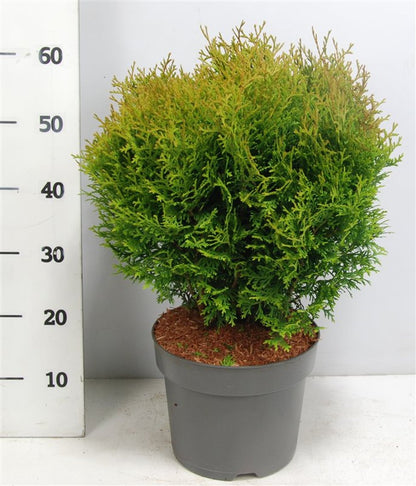 Thuja – Thuja occidentalis &