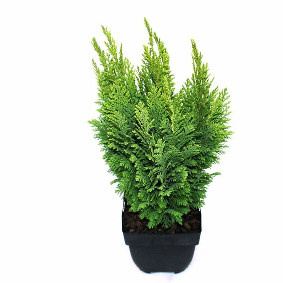 Ädelcypress – Chamaecyparis lawsoniana &