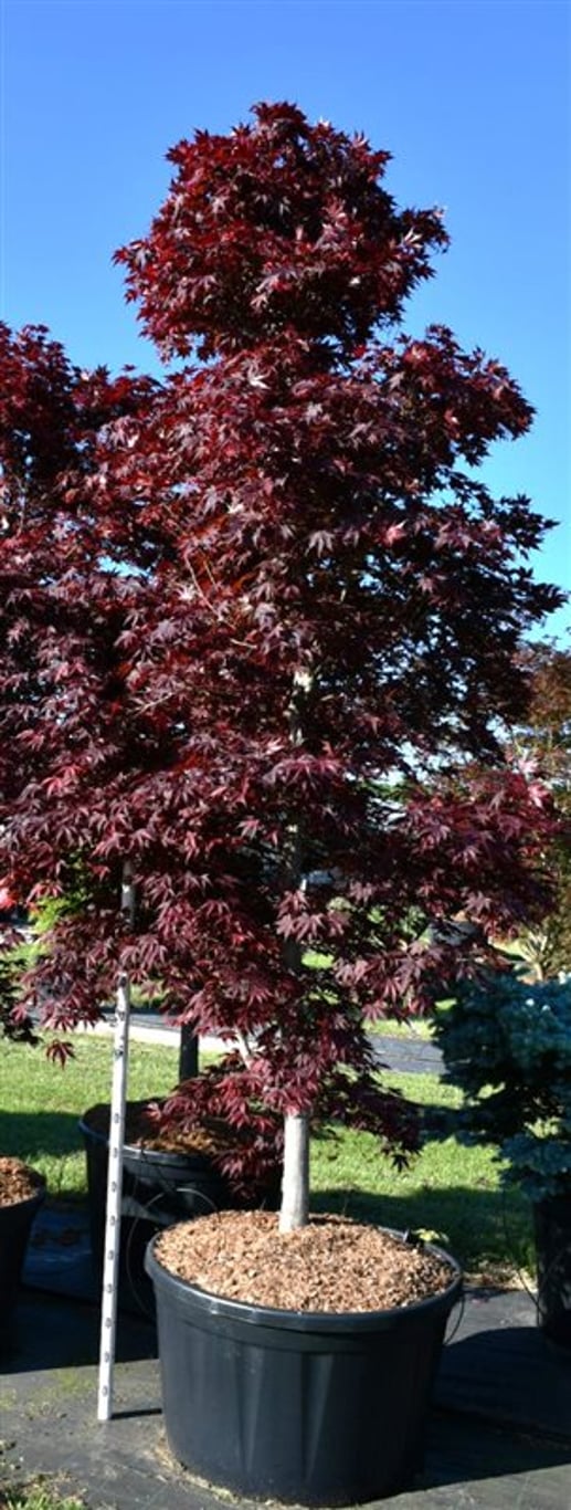 Japansk lönn – Acer palmatum &