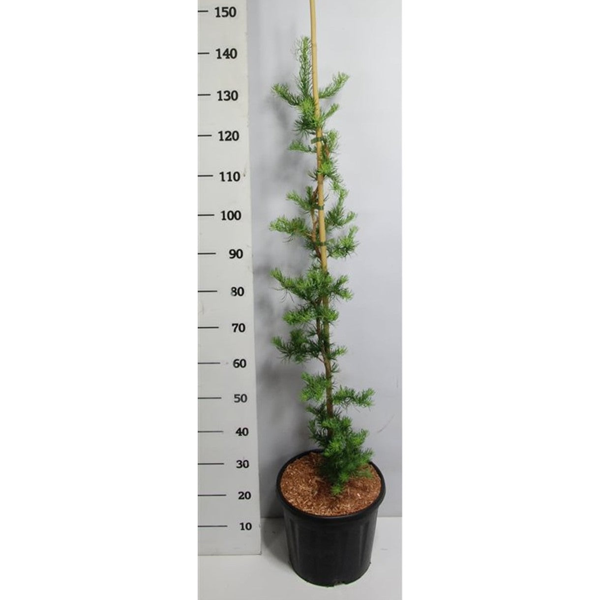 Japansk lärk – Larix kaempferi 'Diana' - C13 100-125 cm. Gestokt