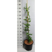 Japansk lärk – Larix kaempferi 'Diana' - C13 100-125 cm. Gestokt