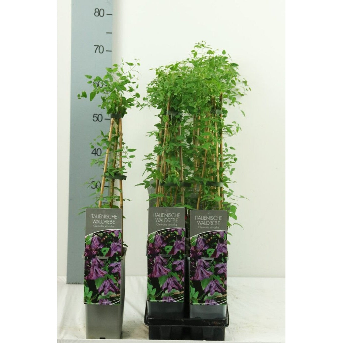 Klematis – Clematis viticella - C2 50-60 CM 3 Stick