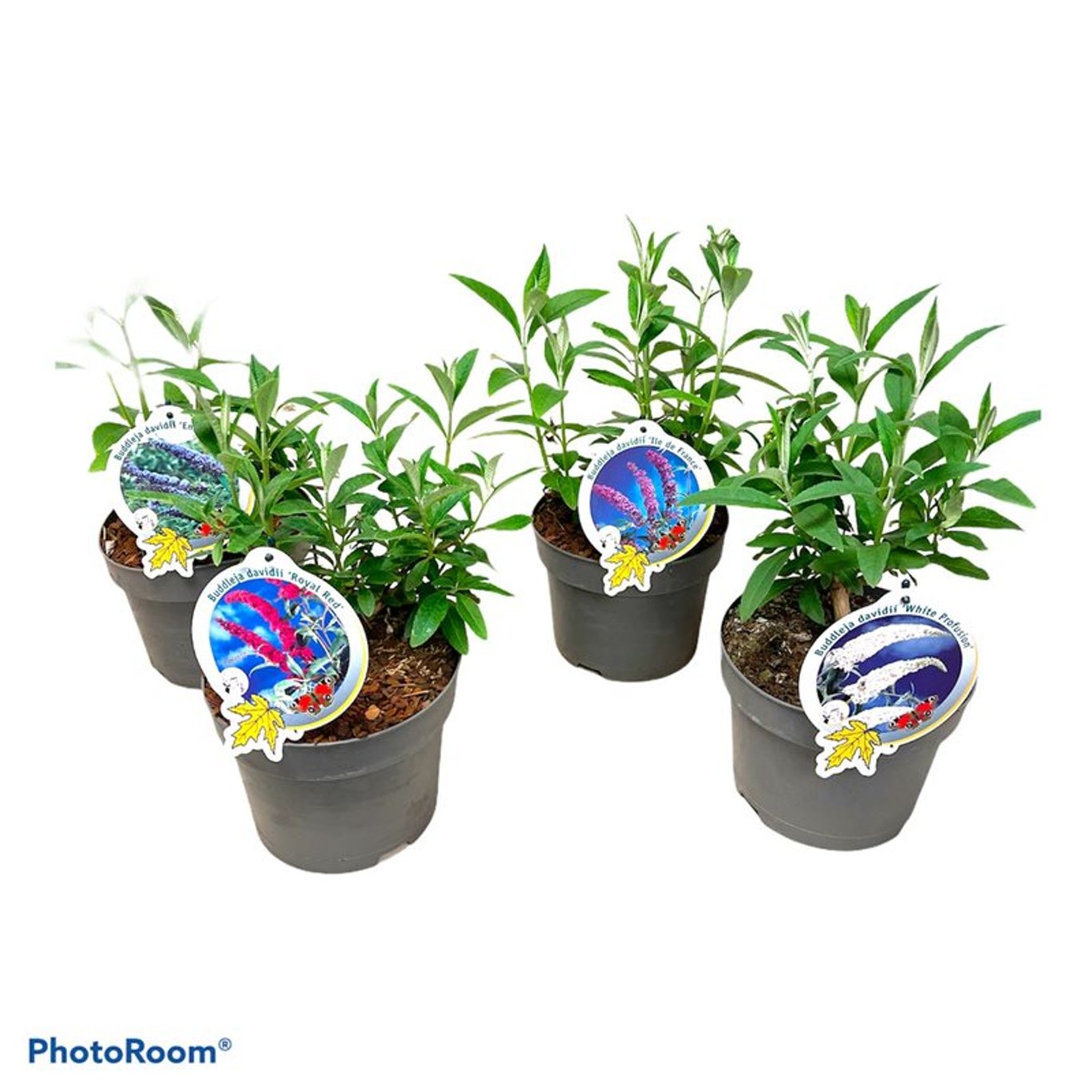 Sommarlilja – Buddleja davidii - C3 50-60 CM