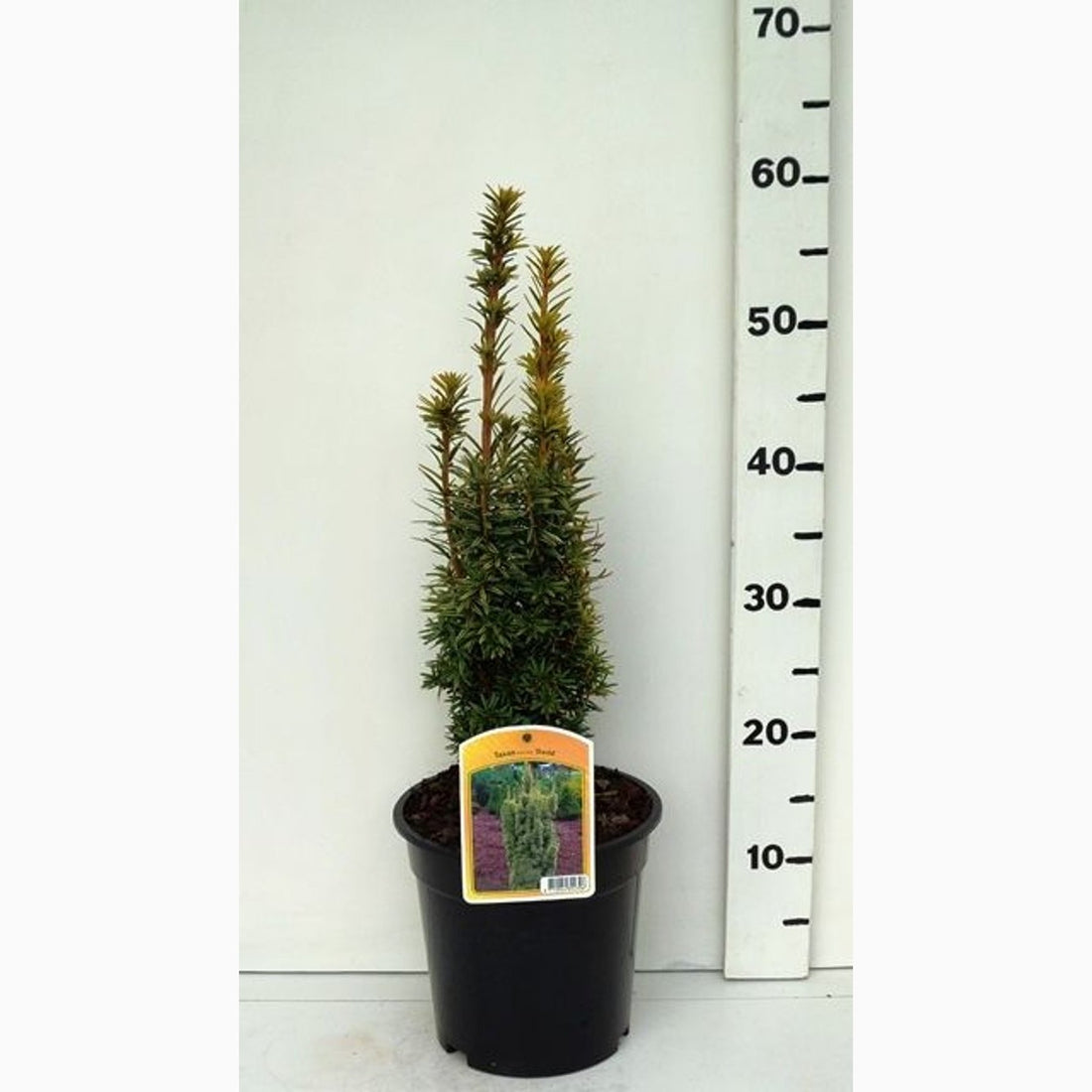 Idegran – Taxus baccata &