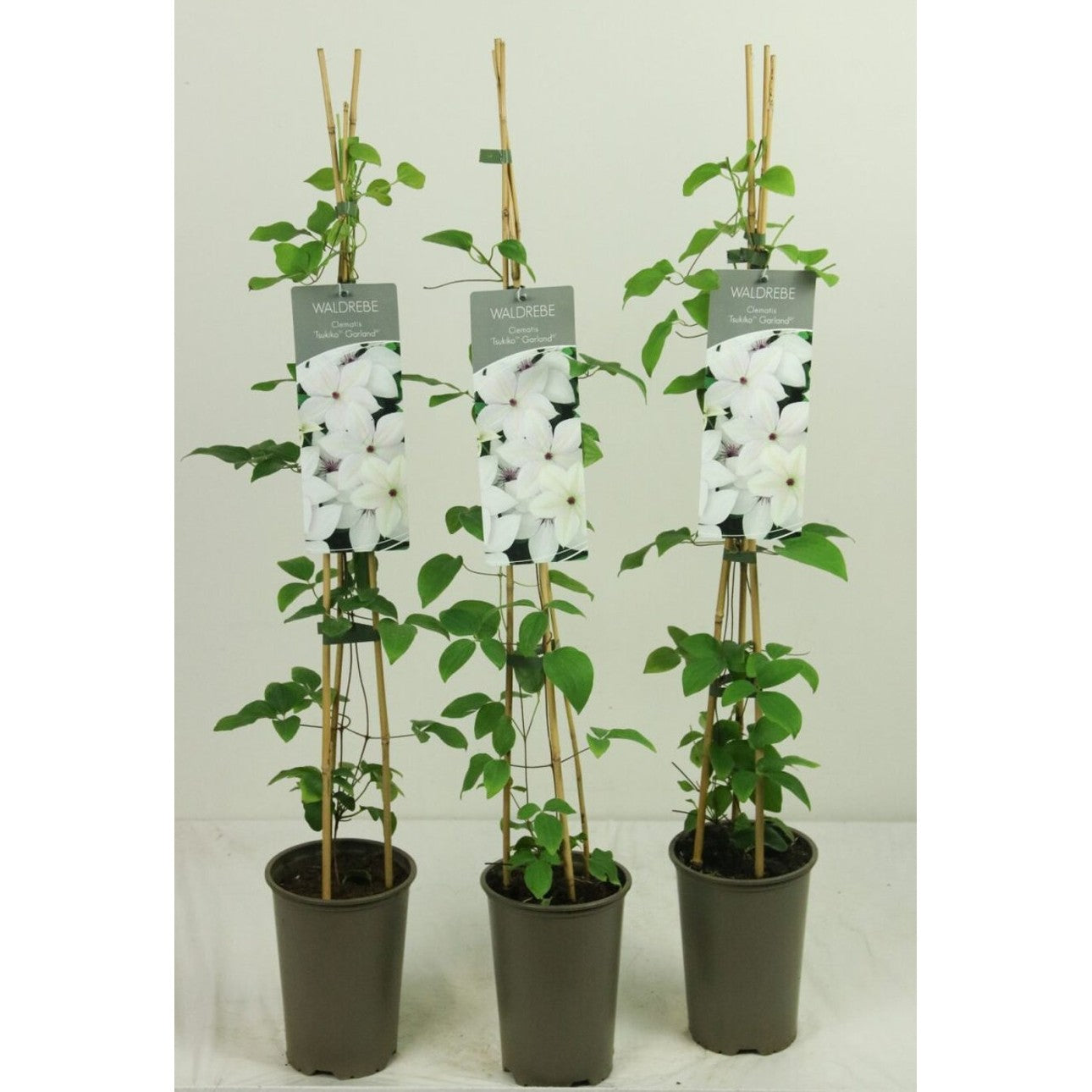 Klematis – Clematis Tsukiko Garland - C2 60-80 CM Stick