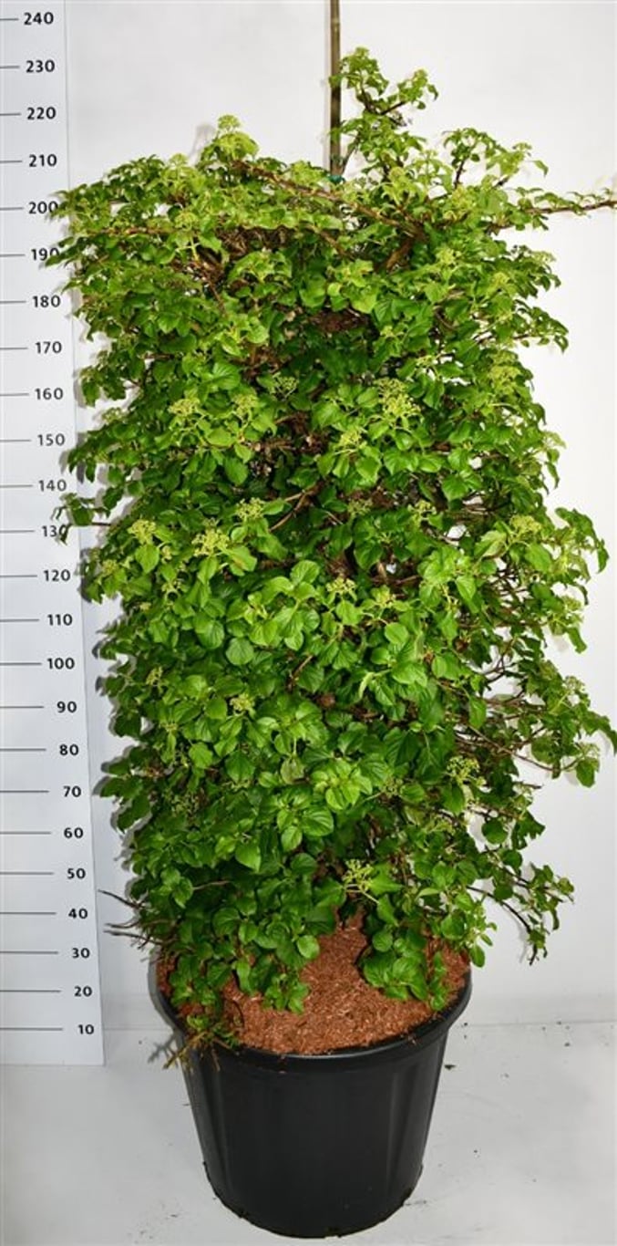 Klätterhortensia – Hydrangea petiolaris - C110 150-175 cm. Sol