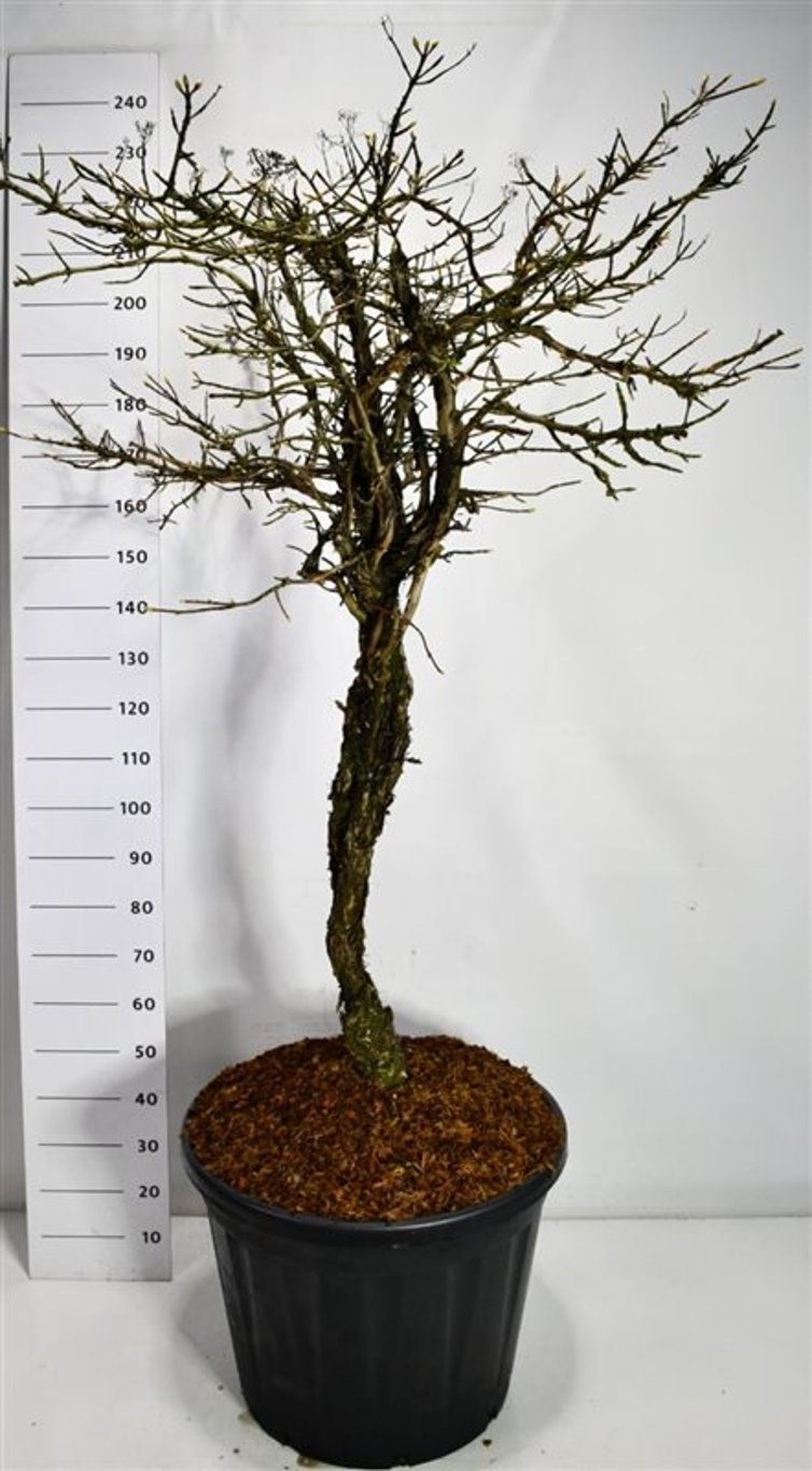 Klätterhortensia – Hydrangea petiolaris - C130 80 cm. Stam