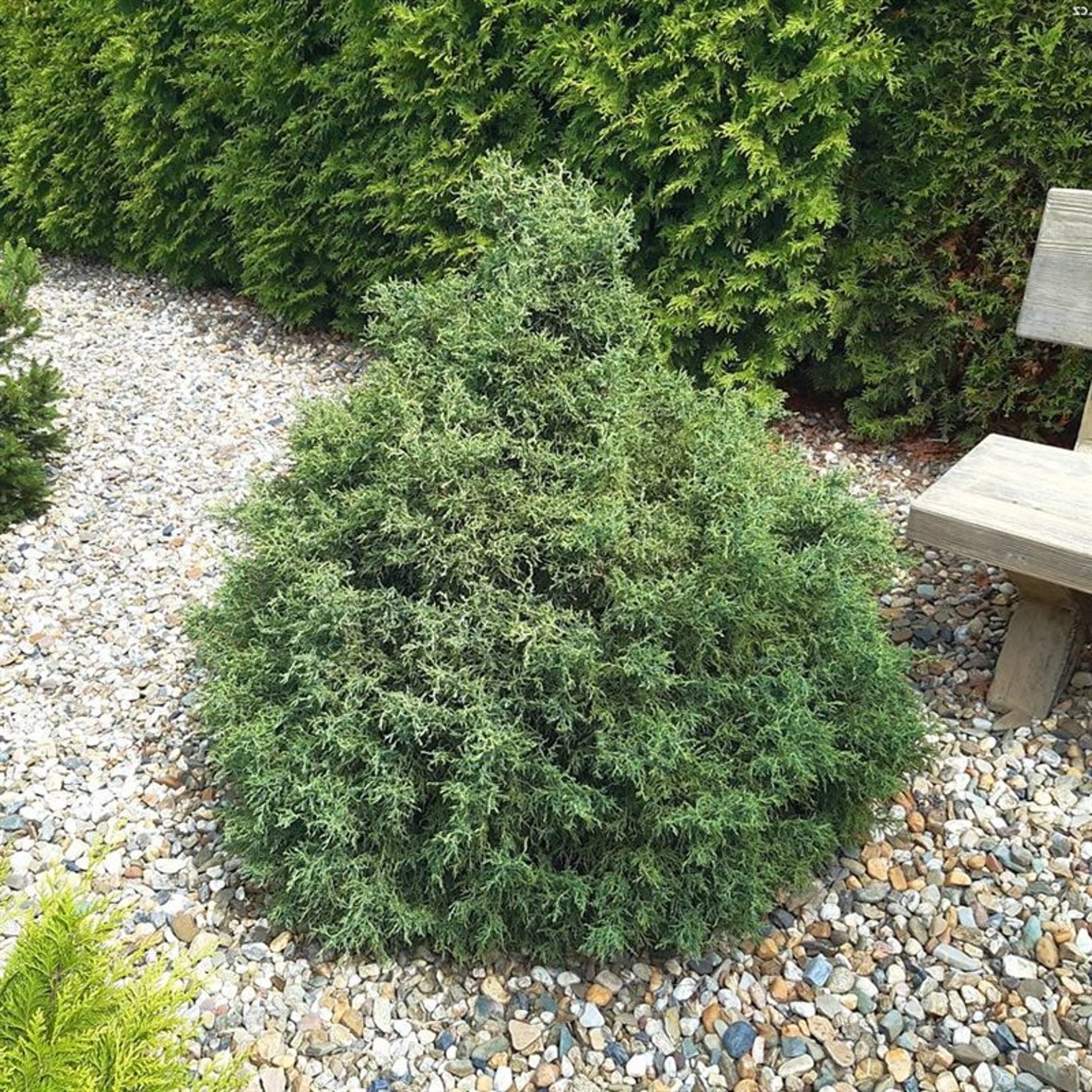 Ädelcypress – Chamaecyparis lawsoniana 'Lycopodioides' - C3 25-30 CM