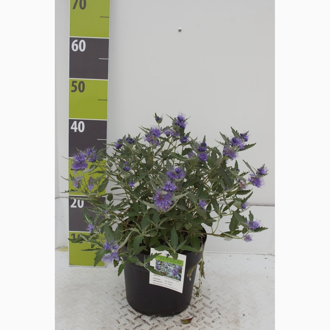 Blåspirea – Caryopteris clandonensis &