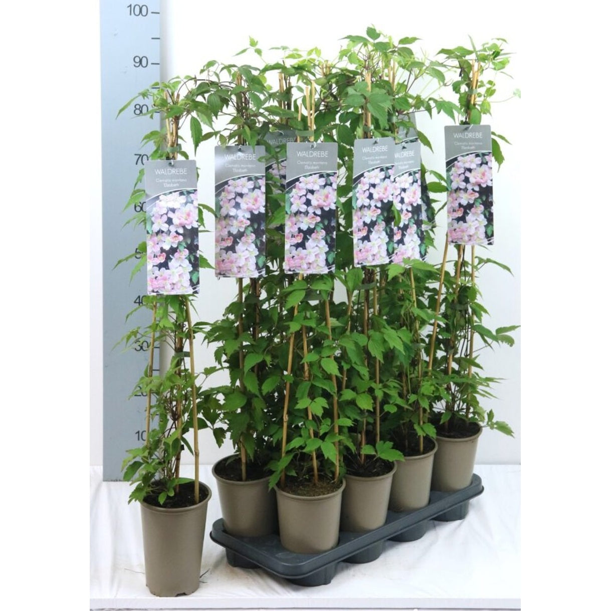 Klematis – Clematis 'Elizabeth' - C2 60-80 CM Stick