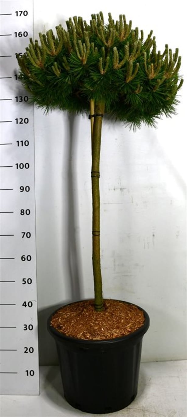 Svarttall – Pinus densiflora &