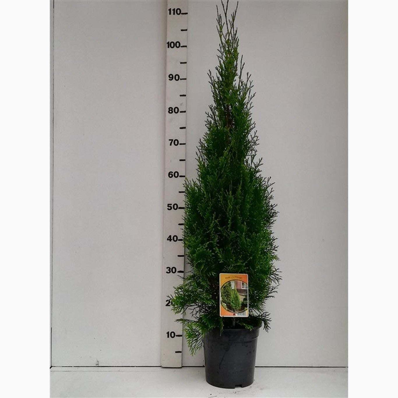 Thuja – Thuja occidentalis 'Smaragd' - C3 80-100 CM