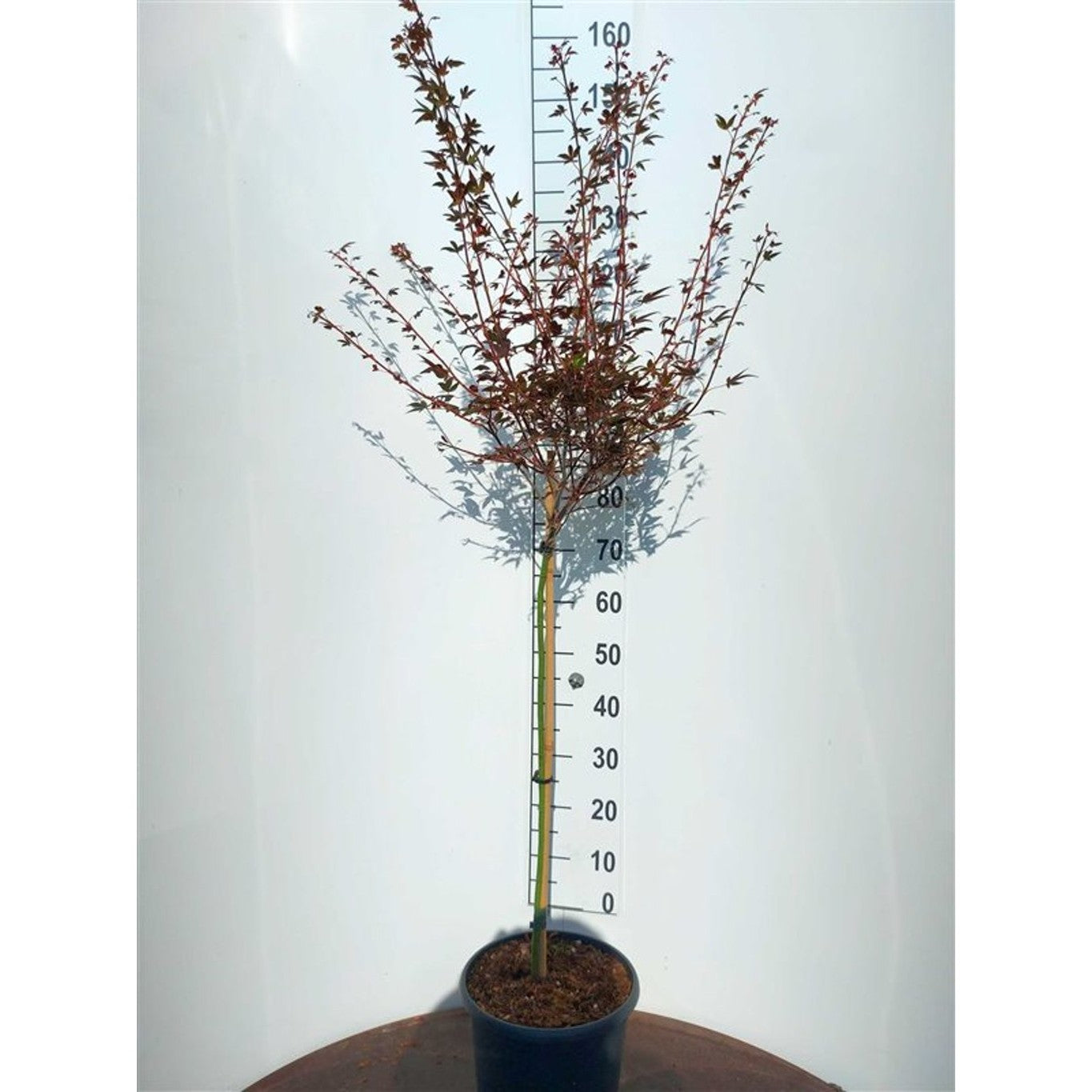 Japansk lönn – Acer pal. 'Shojo' - 60 CM Stem C10