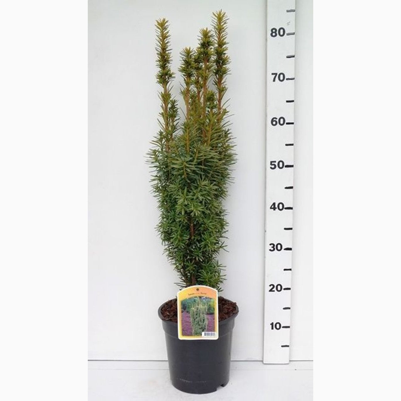Idegran – Taxus baccata 'David' - C3 50-60 CM