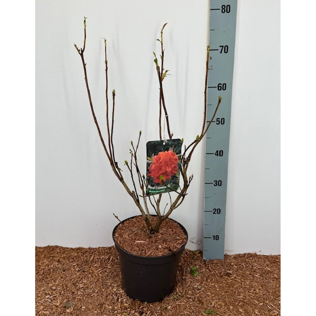 Rhododendron – Rhododendron (AK); 'Royal Command' - C5 40-50 CM