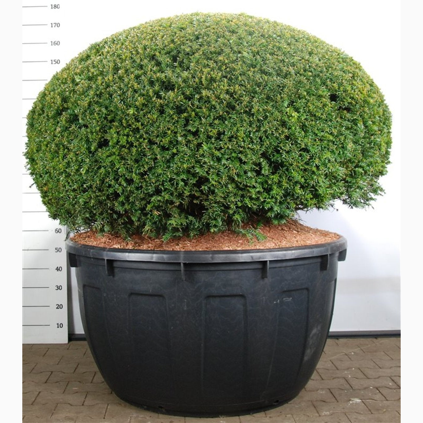 Idegran – Taxus baccata - 150 CM Ball Cont.
