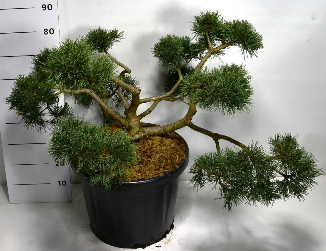 Tall – Pinus sylvestris &