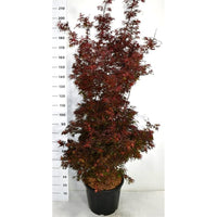 Japansk lönn – Acer palmatum 'Shaina' - C35 175-200 cm.