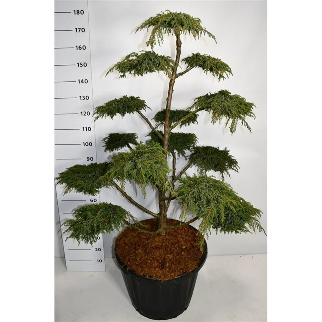 En – Juniperus communis &