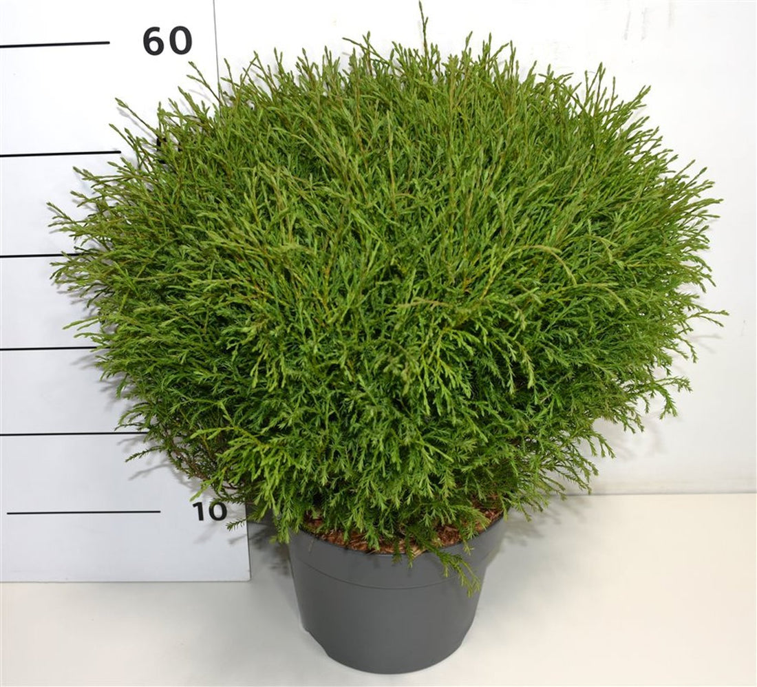 Thuja – Thuja occidentalis &