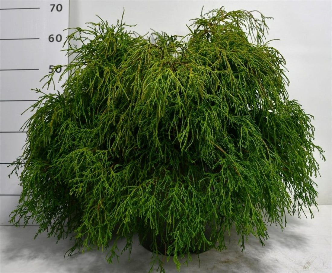 Ädelcypress – Chamaecyparis pisifera &