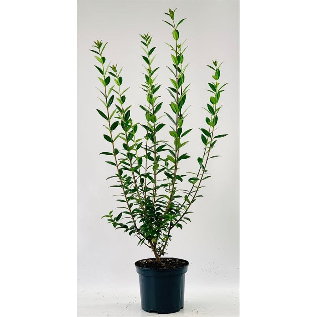 Liguster – Ligustrum vulgare 'Atrovirens' - C3 60/+ CM