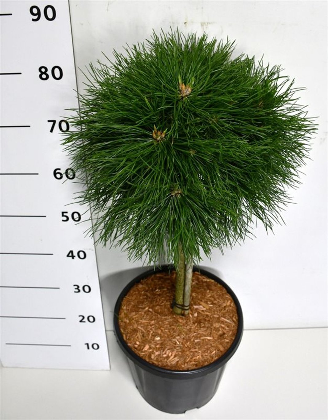 Bergtall – Pinus mugo &