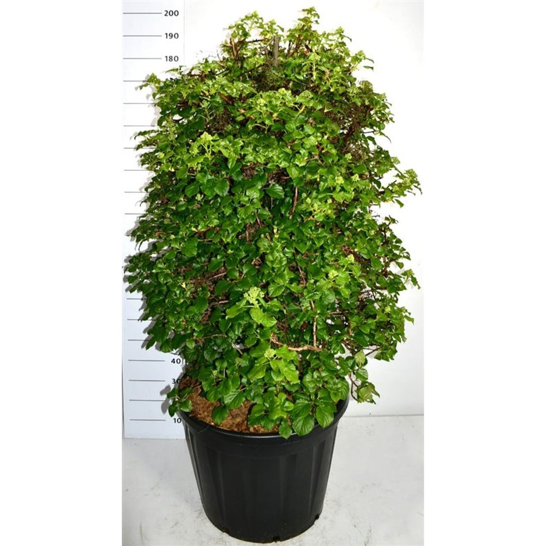 Hortensia – Hydrangea arborescens &