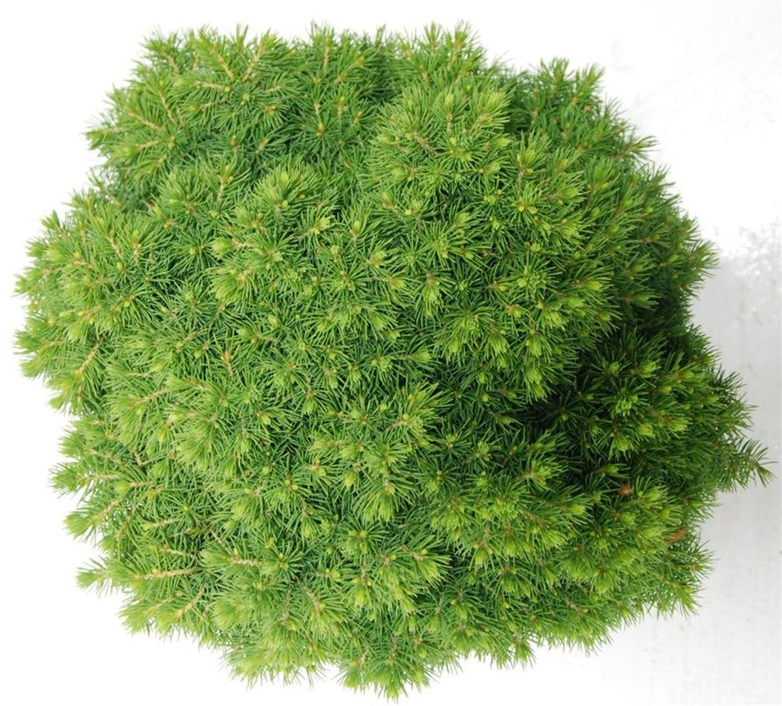 Albertagran – Picea glauca &