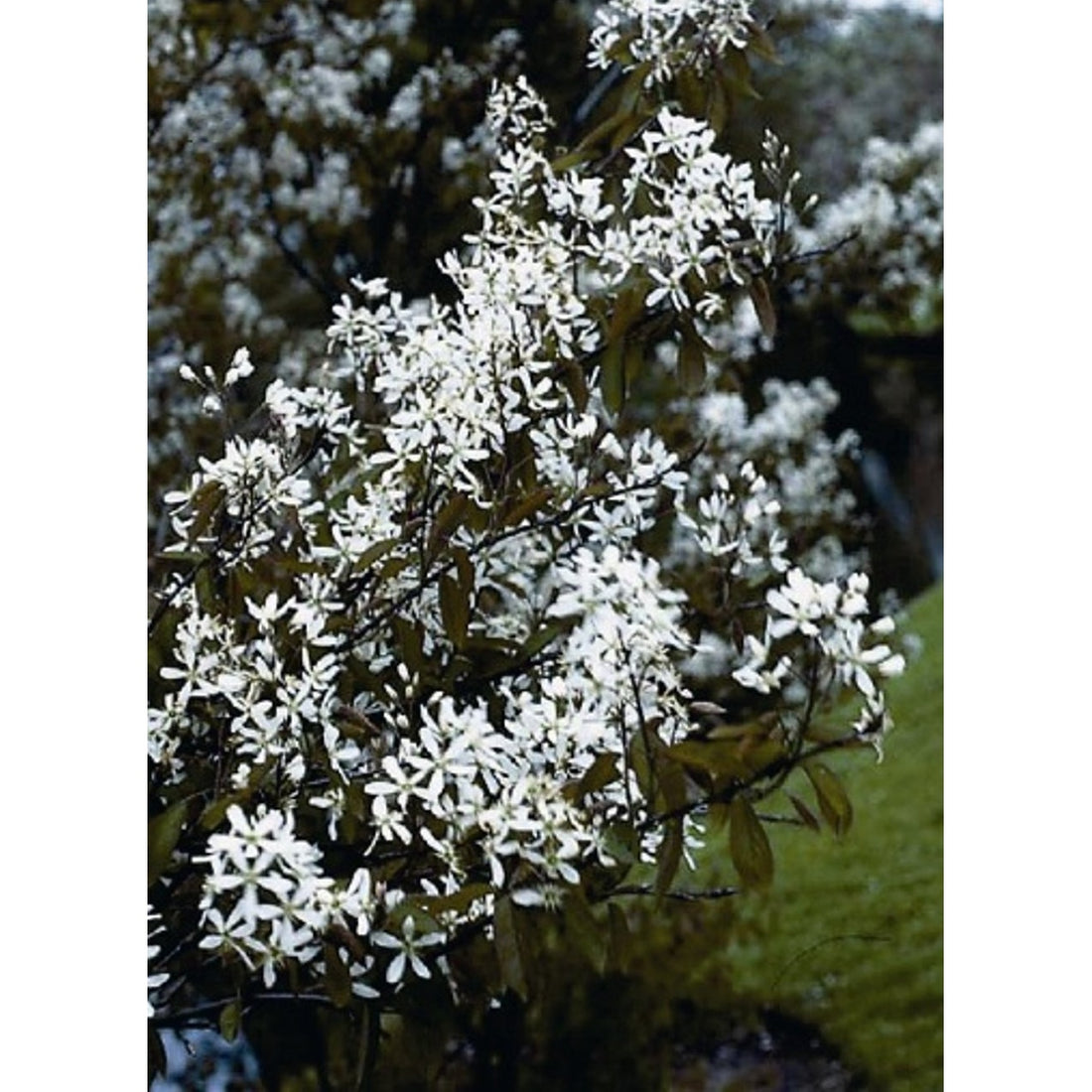 Häggmispel – Amelanchier arborea &