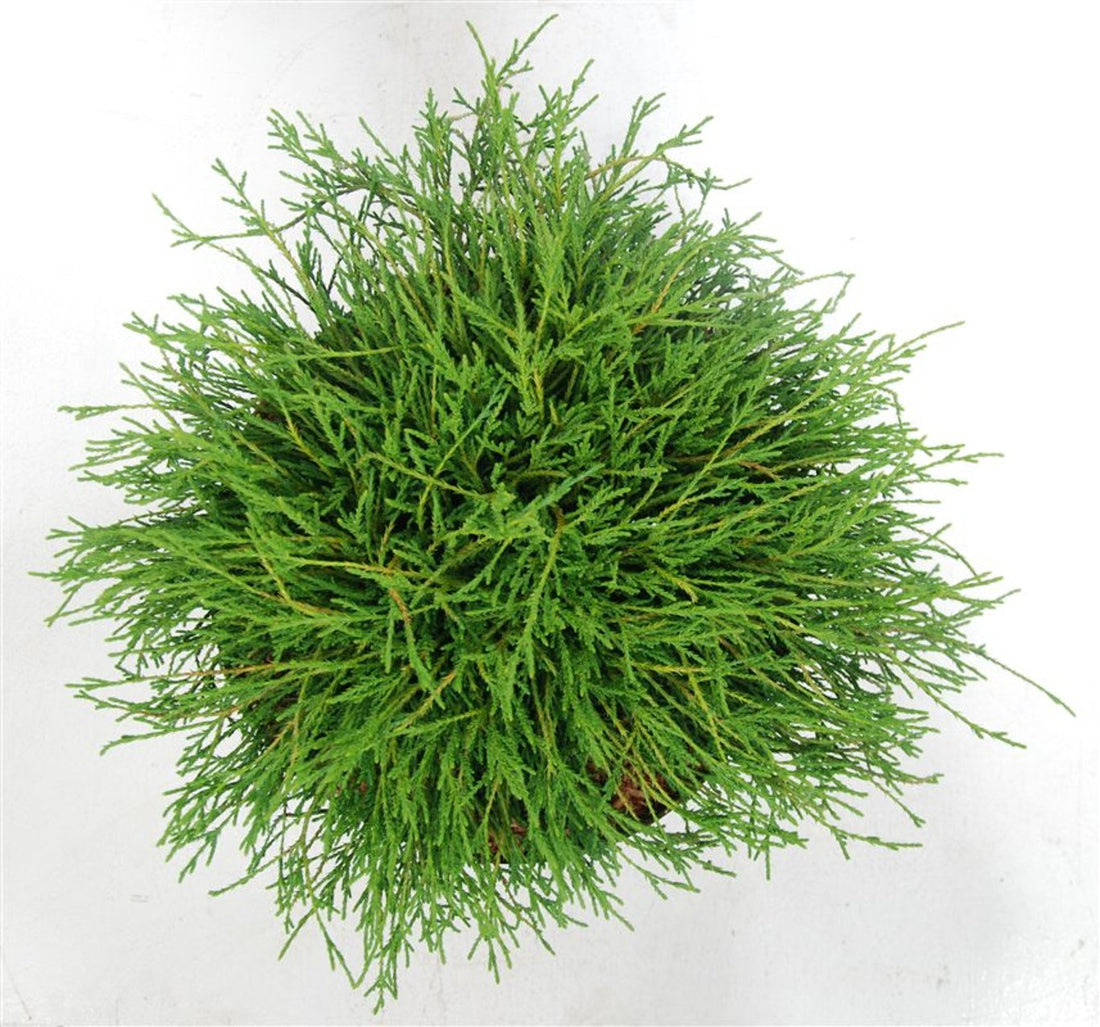 Ädelcypress – Chamaecyparis pisifera &