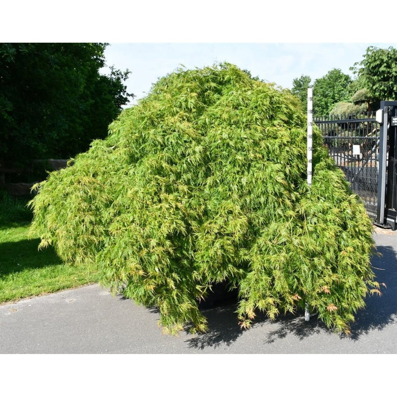 Japansk lönn – Acer palmatum 'Inaba-shidare' - C 450 Decopot 275-300 cm.