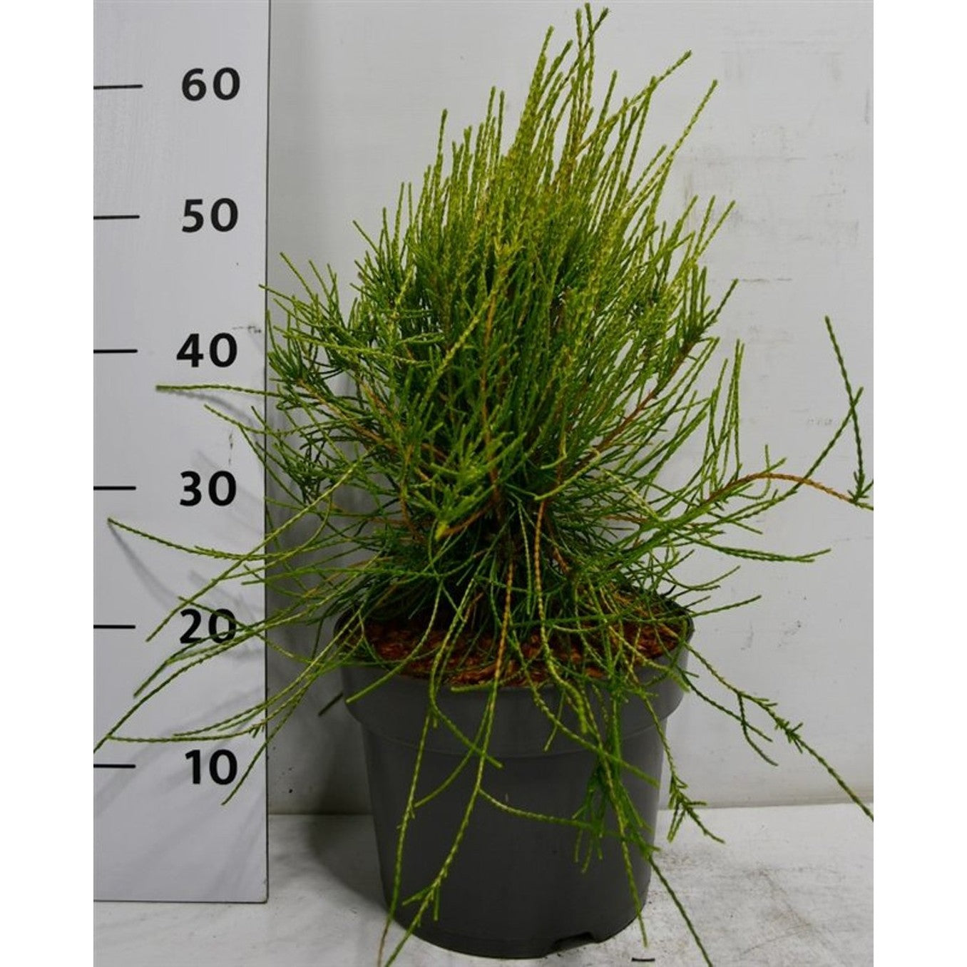 Ädelcypress – Platycladus orientalis 'Franky Boy' - C7.5 40-50 CM