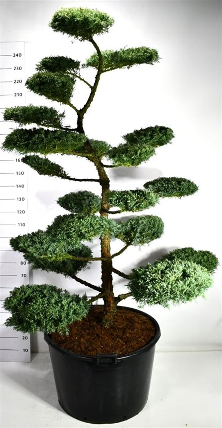 Hybrid-en – Juniperus media &