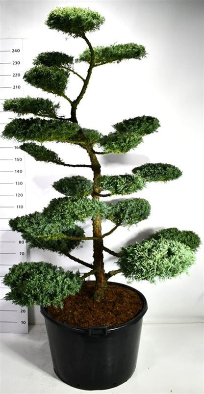 Hybrid-en – Juniperus media &