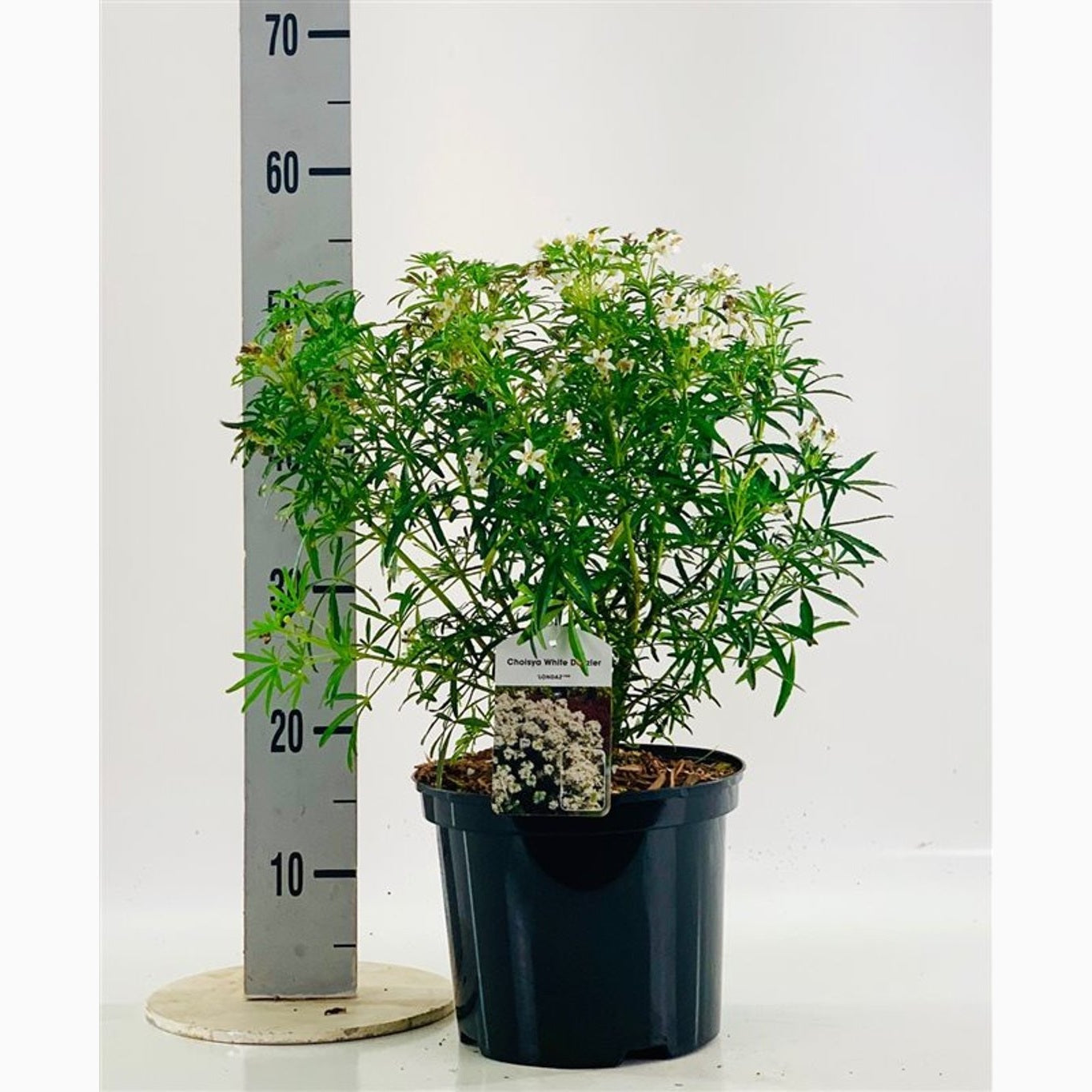 Mexikansk apelsinblomma – Choisya ternata 'White Dazzler' - C5