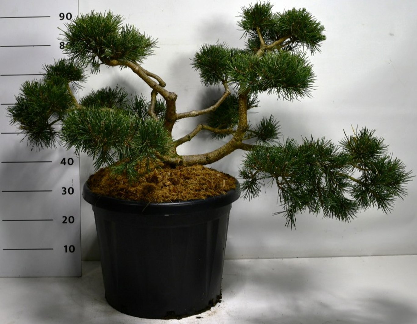 Tall – Pinus sylvestris 'Repens' - C45 70-80 cm. Bonsai
