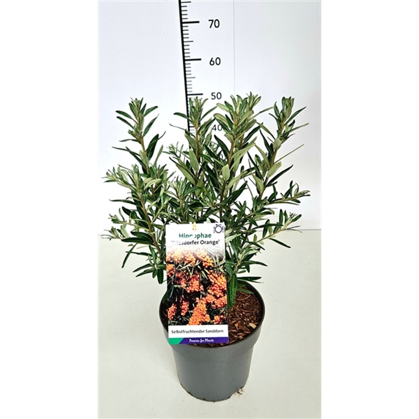 Havtorn – Hippophae rhamnoides 'Friesd. Orange' - C5 40-60 CM
