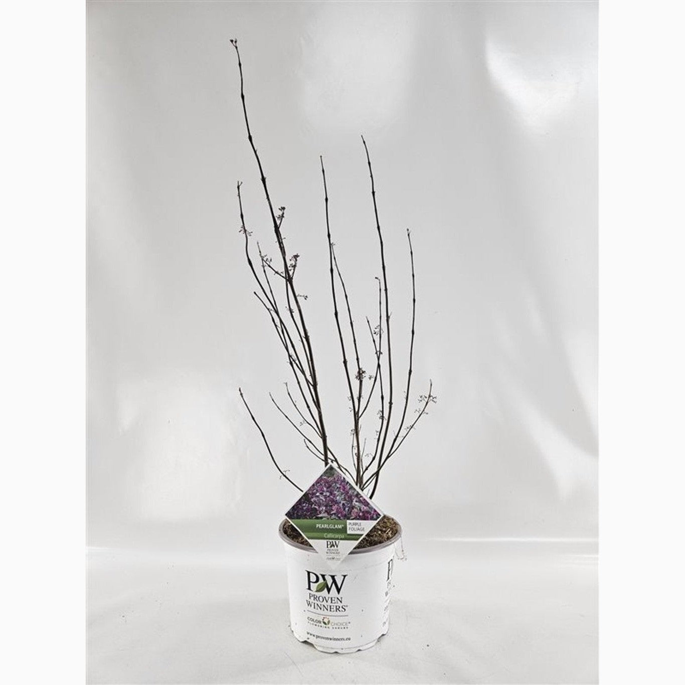 Skönhetsbär – Callicarpa 'Pearl Glam' - C5