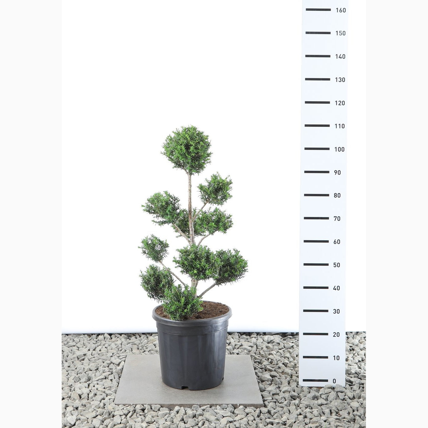 Idegran – Taxus baccata - 60-80 CM PonPon Cont.
