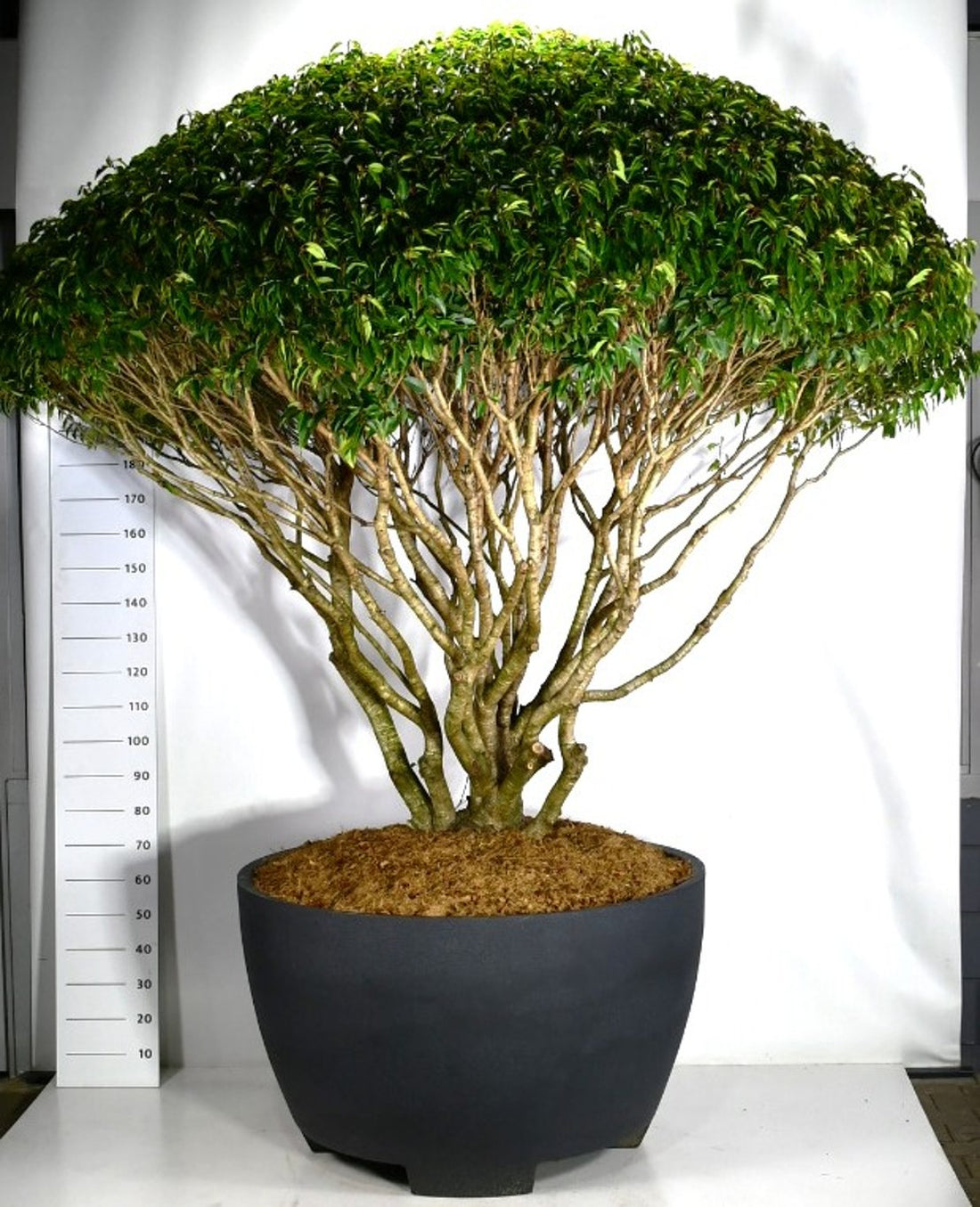 Portugisisk lagerhägg – Prunus lusitanica - C 670 Decopot 250-275 cm. Parasol