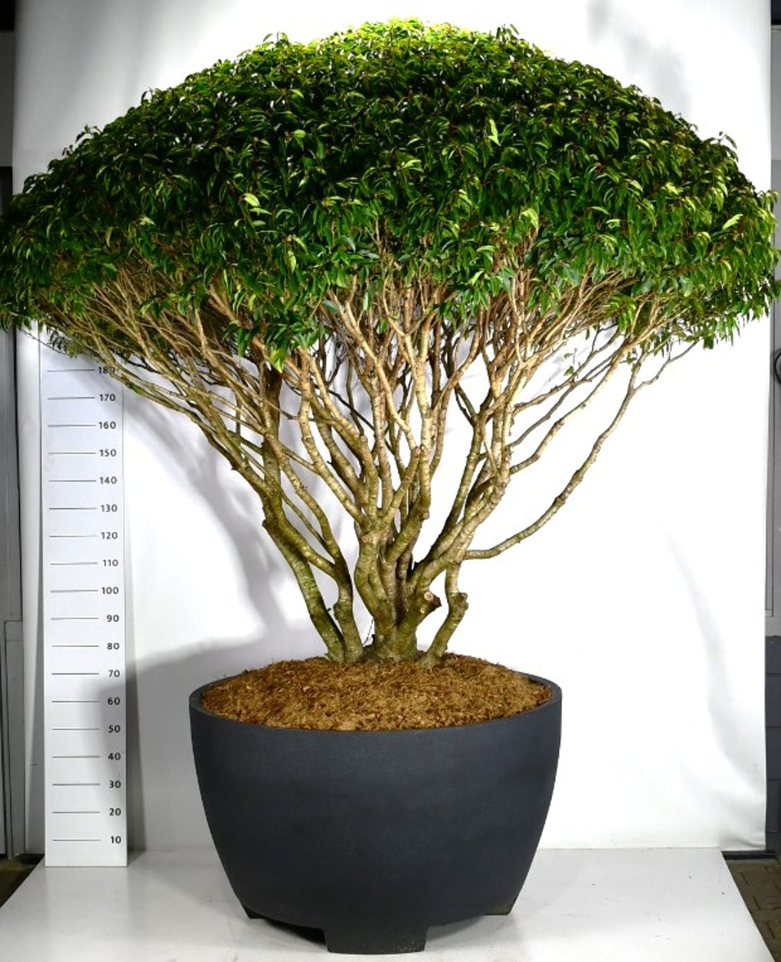 Portugisisk lagerhägg – Prunus lusitanica - C 670 Decopot 250-275 cm. Parasol